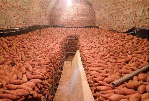 窖藏紅薯 窖藏紅薯