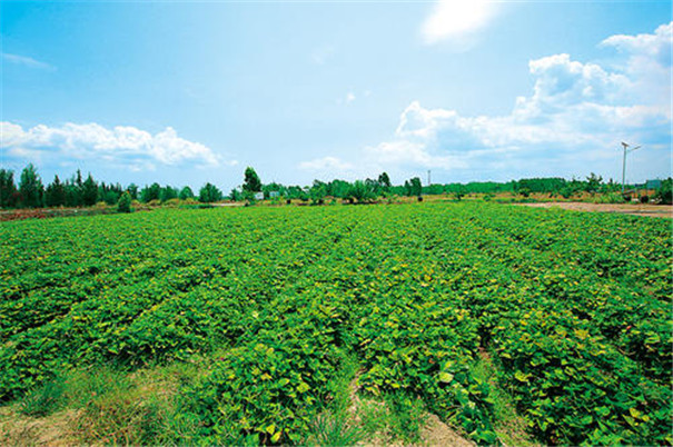 紅薯淀粉加工-紅薯種植區(qū)
