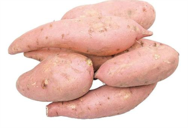 紅薯產業建廠前需準備 紅薯產業建廠前需準備