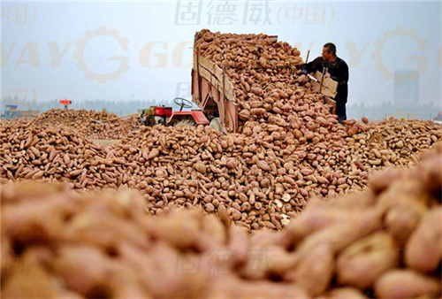 想要紅薯淀粉加工廠帶來長期利潤回報(bào)，不應(yīng)只看重設(shè)備的價(jià)格，這幾點(diǎn)也很重要