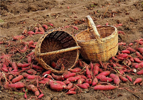 紅薯淀粉加工原料 紅薯淀粉加工原料