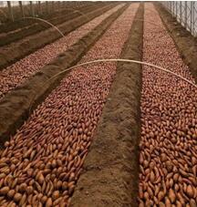 紅薯育苗0516.jpg 紅薯育苗0516.jpg