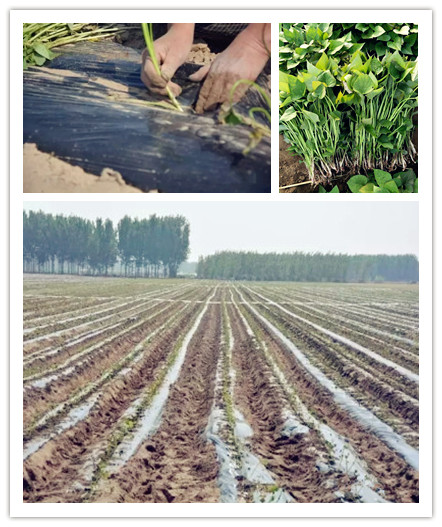 紅薯種植0516.jpg 紅薯種植0516.jpg